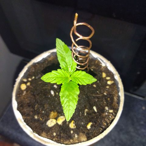 Magnum Kryzpo growlog timeline photo
