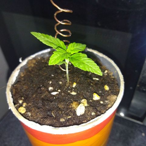 Magnum Kryzpo growlog timeline photo