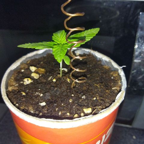 Magnum Kryzpo growlog timeline photo