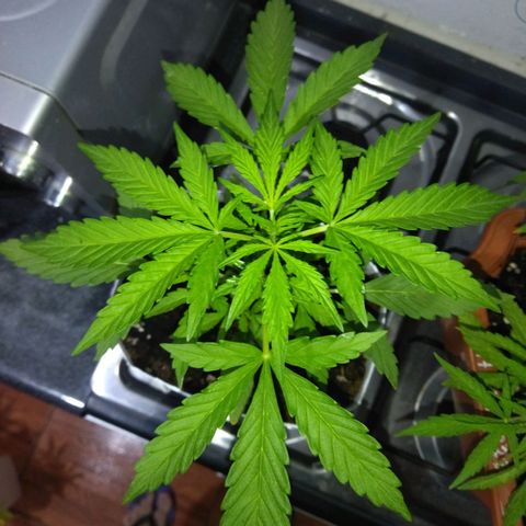 Gorilla Glue Auto growlog in Exterior