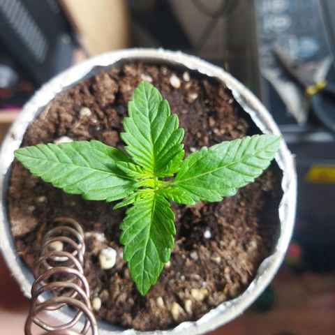 Magnum Kryzpo growlog timeline photo