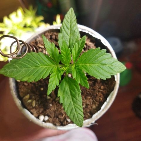 Magnum Kryzpo growlog timeline photo