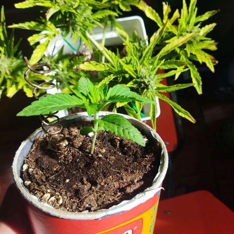 Magnum Kryzpo growlog timeline photo