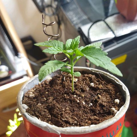 Magnum Kryzpo growlog timeline photo