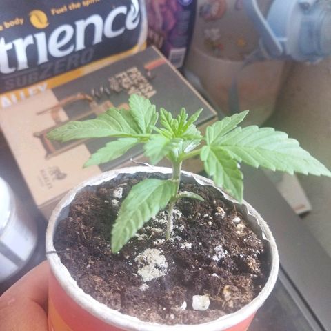 Magnum Kryzpo growlog timeline photo
