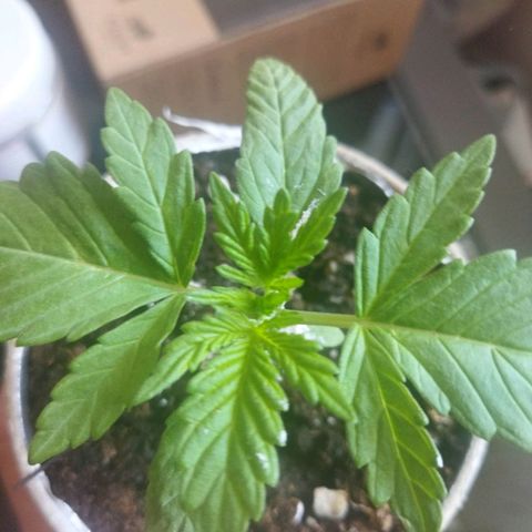 Magnum Kryzpo growlog timeline photo