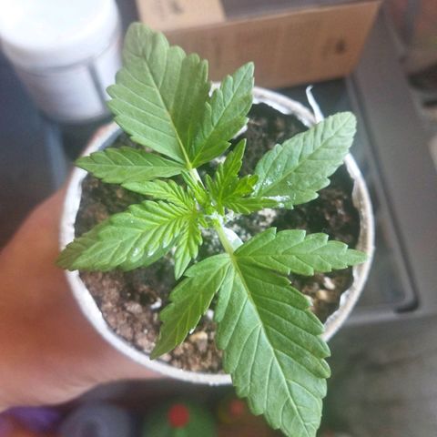 Magnum Kryzpo growlog timeline photo