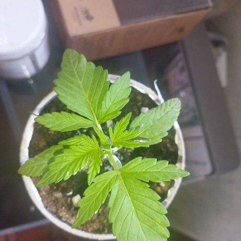 Magnum Kryzpo growlog timeline photo