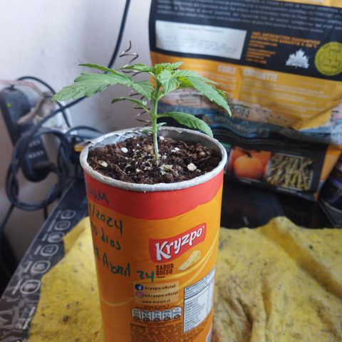 Magnum Kryzpo growlog timeline photo