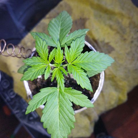 Magnum Kryzpo growlog timeline photo