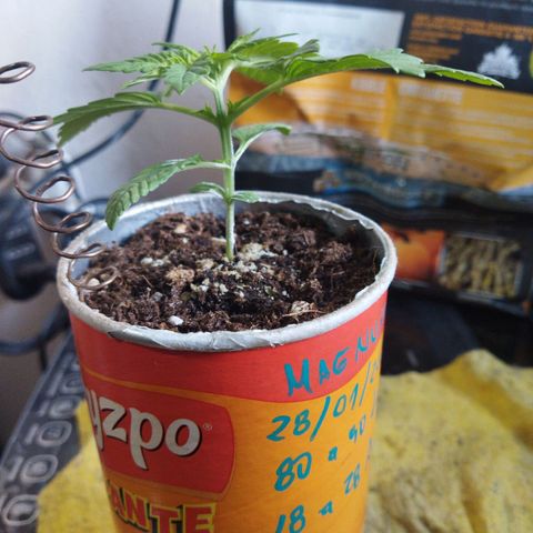 Magnum Kryzpo growlog timeline photo