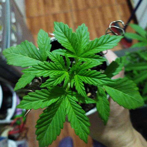 Magnum Kryzpo growlog timeline photo