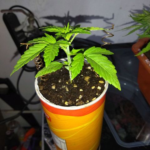 Magnum Kryzpo growlog timeline photo