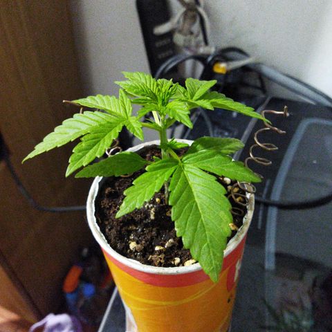 Magnum Kryzpo growlog timeline photo