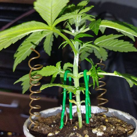 Magnum Kryzpo growlog timeline photo