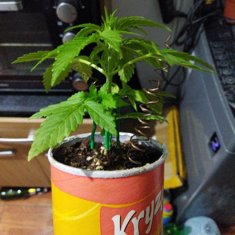 Magnum Kryzpo growlog timeline photo