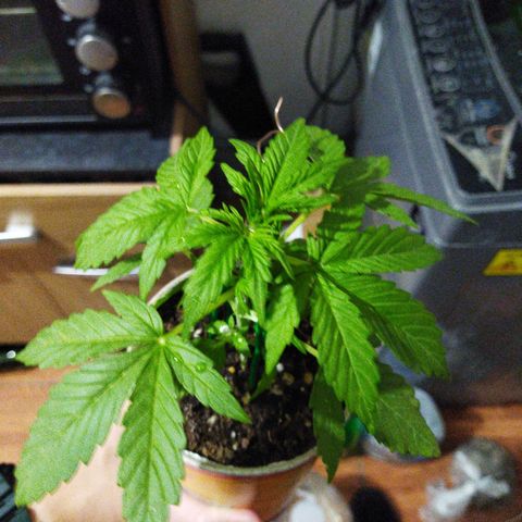 Magnum Kryzpo growlog timeline photo