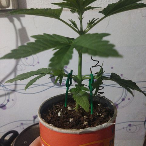 Magnum Kryzpo growlog timeline photo