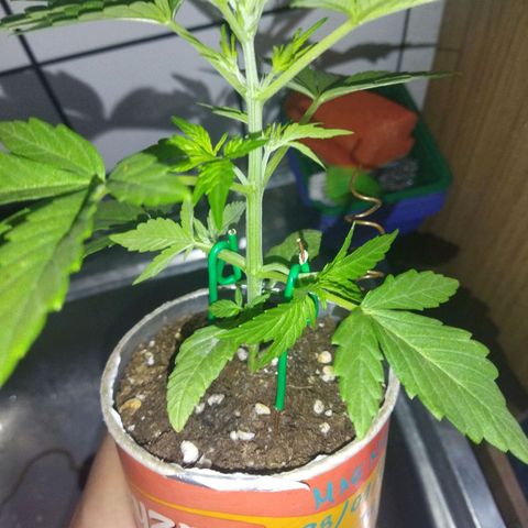 Magnum Kryzpo growlog timeline photo