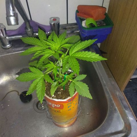 Magnum Kryzpo growlog timeline photo