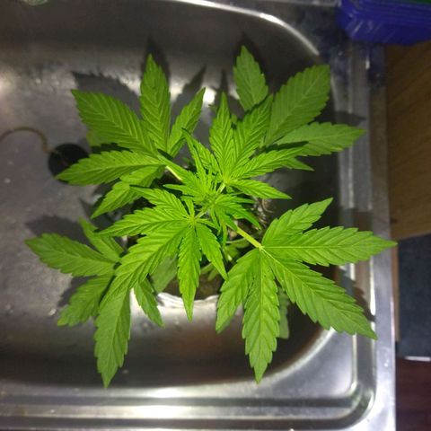 Magnum Kryzpo growlog timeline photo