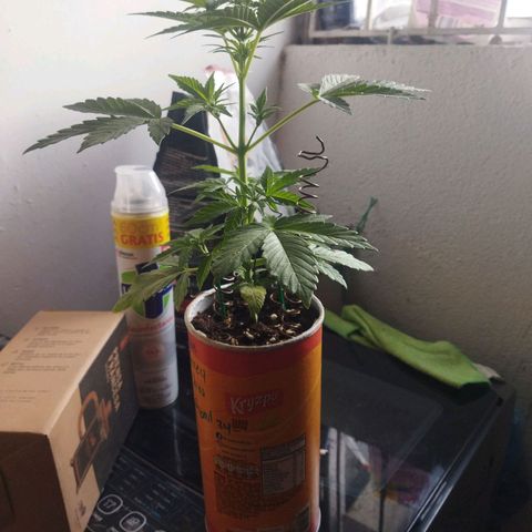 Magnum Kryzpo growlog timeline photo