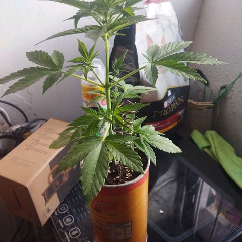 Magnum Kryzpo growlog timeline photo