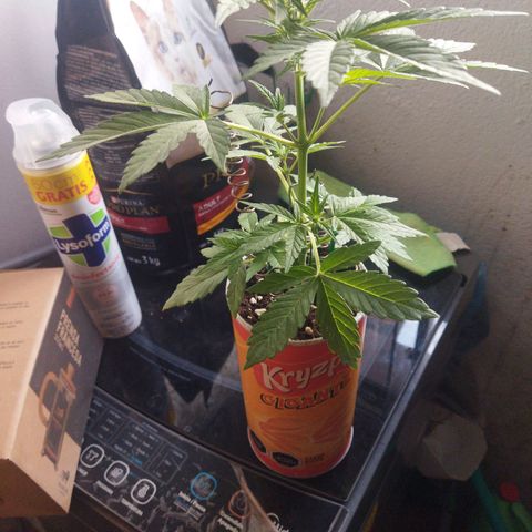 Magnum Kryzpo growlog timeline photo