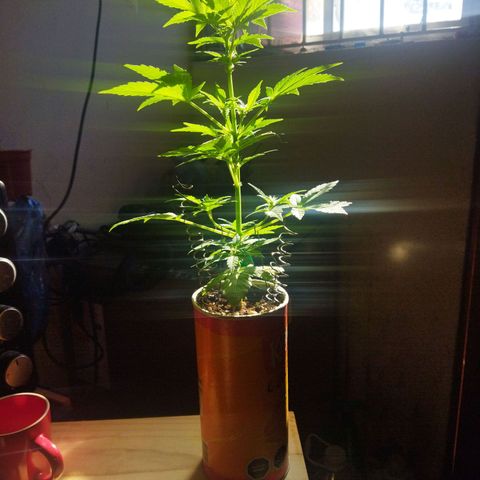 Magnum Kryzpo growlog timeline photo