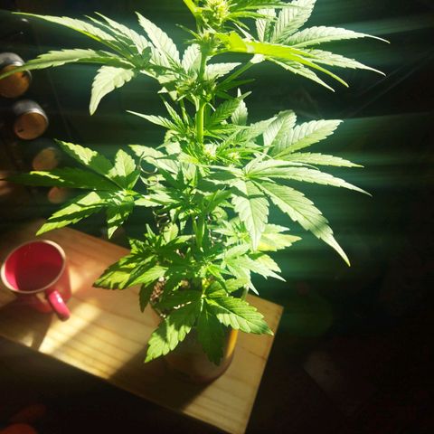 Magnum Kryzpo growlog timeline photo