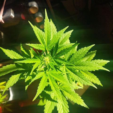 Magnum Kryzpo growlog timeline photo