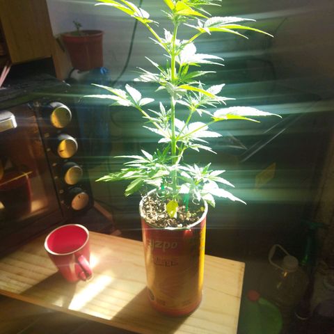 Magnum Kryzpo growlog timeline photo