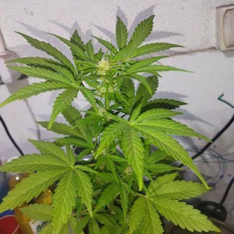 Magnum Kryzpo growlog timeline photo