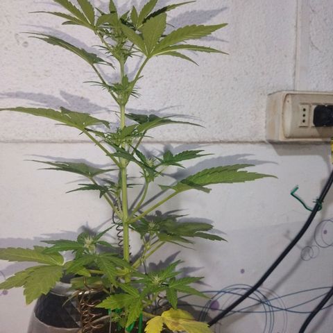 Magnum Kryzpo growlog timeline photo