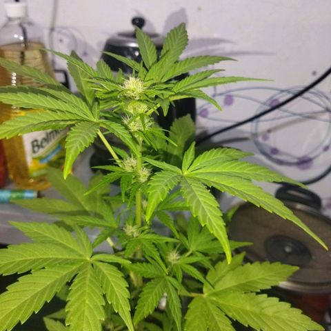 Magnum Kryzpo growlog timeline photo