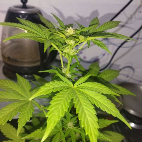 Magnum Kryzpo growlog timeline photo