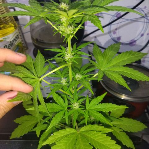 Magnum Kryzpo growlog timeline photo
