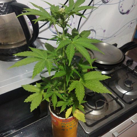 Magnum Kryzpo growlog timeline photo