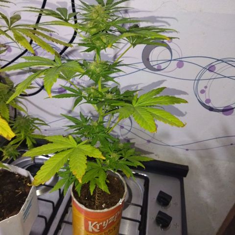 Magnum Kryzpo growlog timeline photo