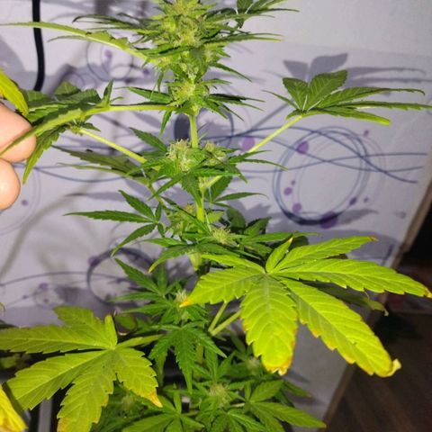 Magnum Kryzpo growlog timeline photo