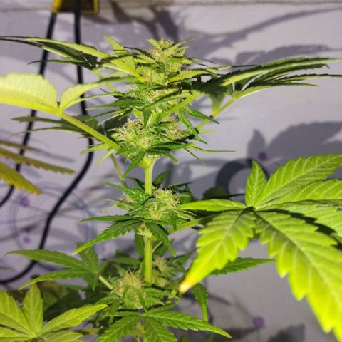 Magnum Kryzpo growlog timeline photo
