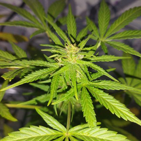 Magnum Kryzpo growlog timeline photo