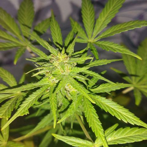 Magnum Kryzpo growlog timeline photo