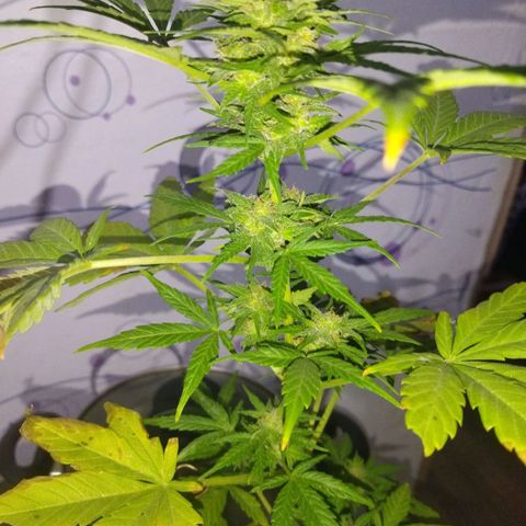 Magnum Kryzpo growlog timeline photo