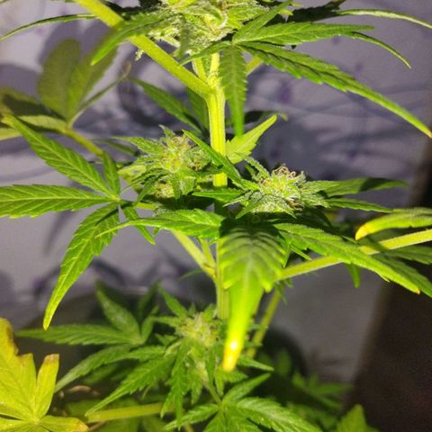 Magnum Kryzpo growlog timeline photo
