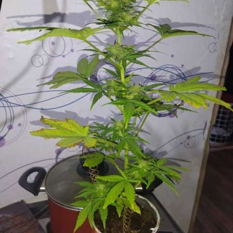 Magnum Kryzpo growlog timeline photo
