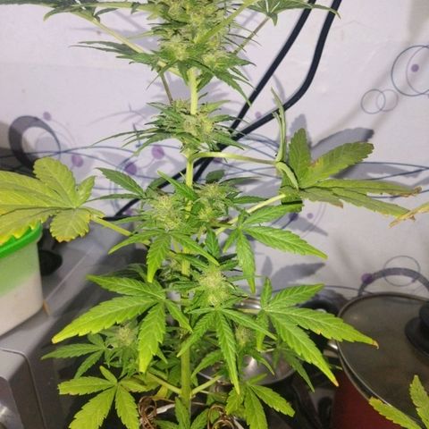 Magnum Kryzpo growlog timeline photo