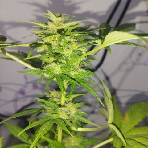Magnum Kryzpo growlog timeline photo