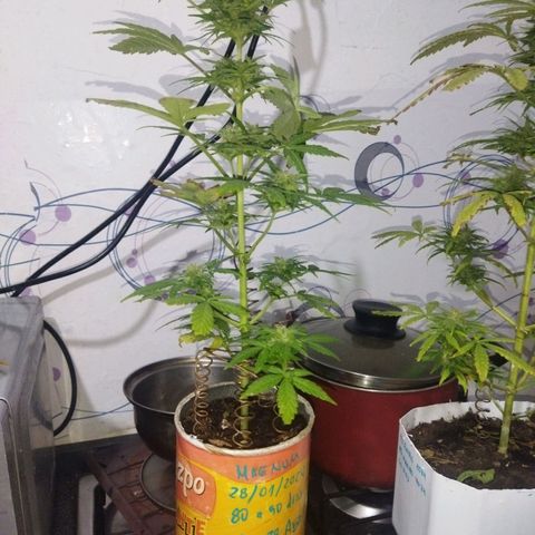 Magnum Kryzpo growlog timeline photo