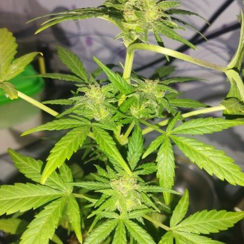 Magnum Kryzpo growlog timeline photo